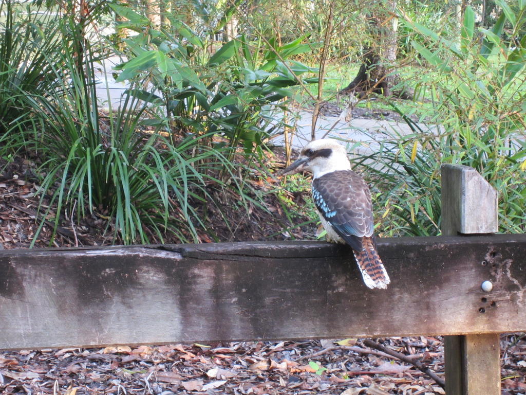 Eden Lodge Nambour Bagian luar foto